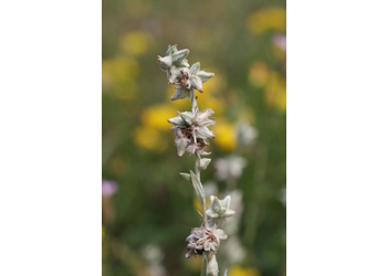 Acker-Filzkraut (Filago arvensis) - © Emanuel Trummer